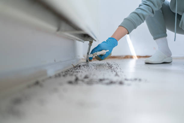 Insect Control in Hazel Green, AL
