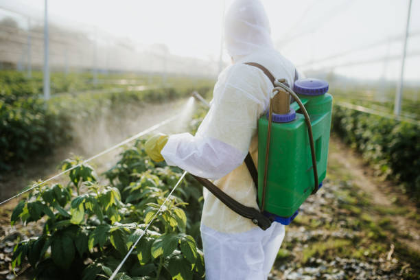 Wasp Removal Services in Hazel Green, AL